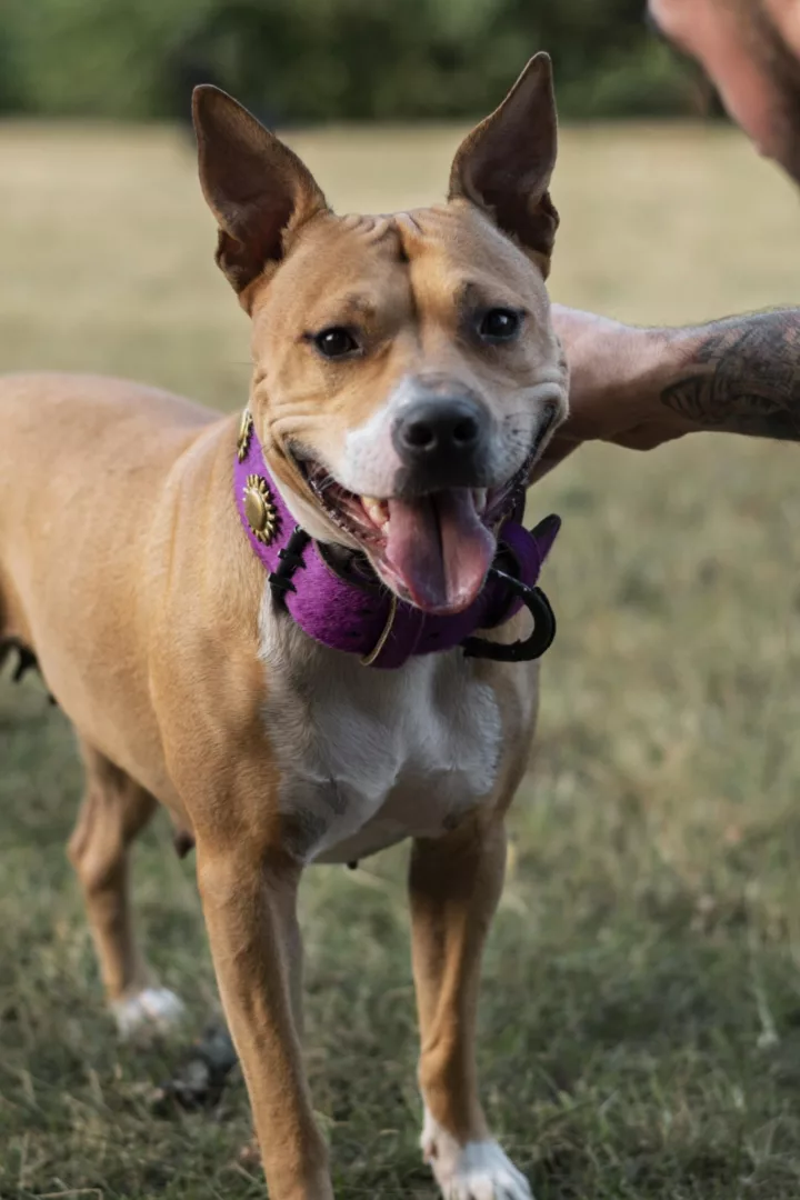 Collar de perro de cuero