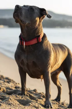 Collar de perro