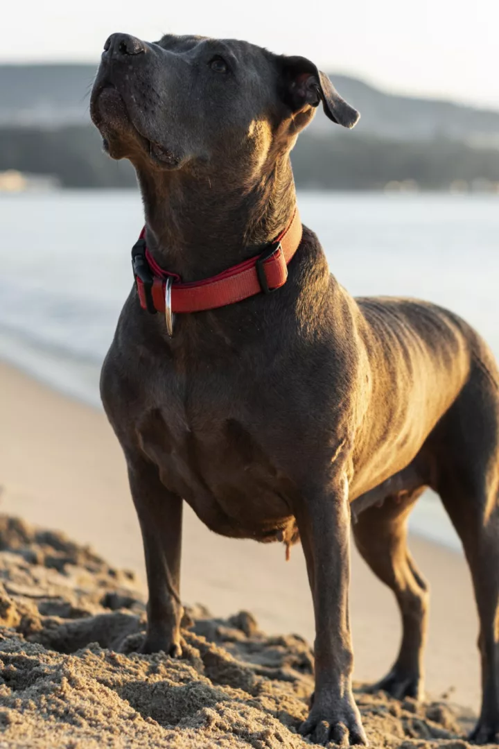 Collar de perro